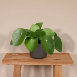 Pilea Peperomiodes - H20cm, ø12cm - Plante D'intérieur -Flora Soldes 513a300c6de22731