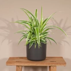 Chlorophytum - H25cm, ø12cm - Plante D'intérieur -Flora Soldes 5158e599a2441ed9