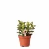 Crassula - H11cm, ø6cm - Plante D'intérieur 1 Crassula - H11cm, ø6cm - Plante D'intérieur -Flora Soldes 518458f65b7b58f1