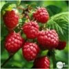 Framboisier 'Héritage' : Pot De 5 Litres -Flora Soldes 523572 001