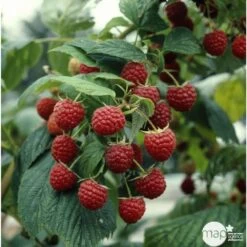 Framboisier 'Héritage' : Pot De 5 Litres -Flora Soldes 523572 002