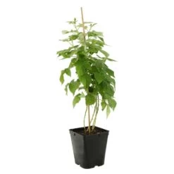 Framboisier 'Héritage' : Pot De 5 Litres -Flora Soldes 523572 003