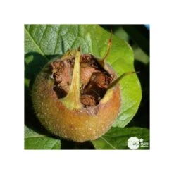 Eriobotrya 'Japonica': Ctr 18L -Flora Soldes 532439 001