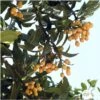 Eriobotrya 'Japonica': Ctr 18L -Flora Soldes 532439 002