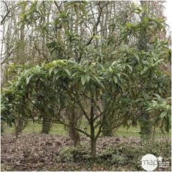 Eriobotrya 'Japonica': Ctr 18L -Flora Soldes 532439 003