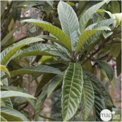 Eriobotrya 'Japonica': Ctr 18L -Flora Soldes 532439 004