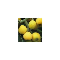 Eriobotrya 'Japonica': Ctr 18L -Flora Soldes 532439 005