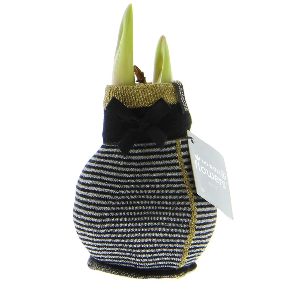 Bulbe D'amaryllis Dans Les Chaussettes D'hiver "fashion Elegant" Rayé Noir Et Gris 3 Bulbe D'amaryllis Dans Les Chaussettes D'hiver "fashion Elegant" Rayé Noir Et Gris