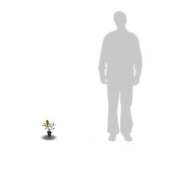 Magnolia à Grandes Fleurs Grandiflora Galissoniensis/godet - 5/20 Cm -Flora Soldes 53f61e2528a3539c