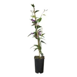 Hardenbergia Violacea - Hardenbergia Violacea 3l -Flora Soldes 5403005547ccef70