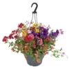 Mélange D'annuelles : Suspension C6L - Variétés Variables -Flora Soldes 54081 001