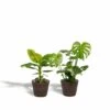 Monstera Deliciosa, Bananier Musa Et Leurs Paniers Noirs, Duo De Plantes - Grandes Plantes D'intérieur -Flora Soldes 555ec1d9bf9e3b70