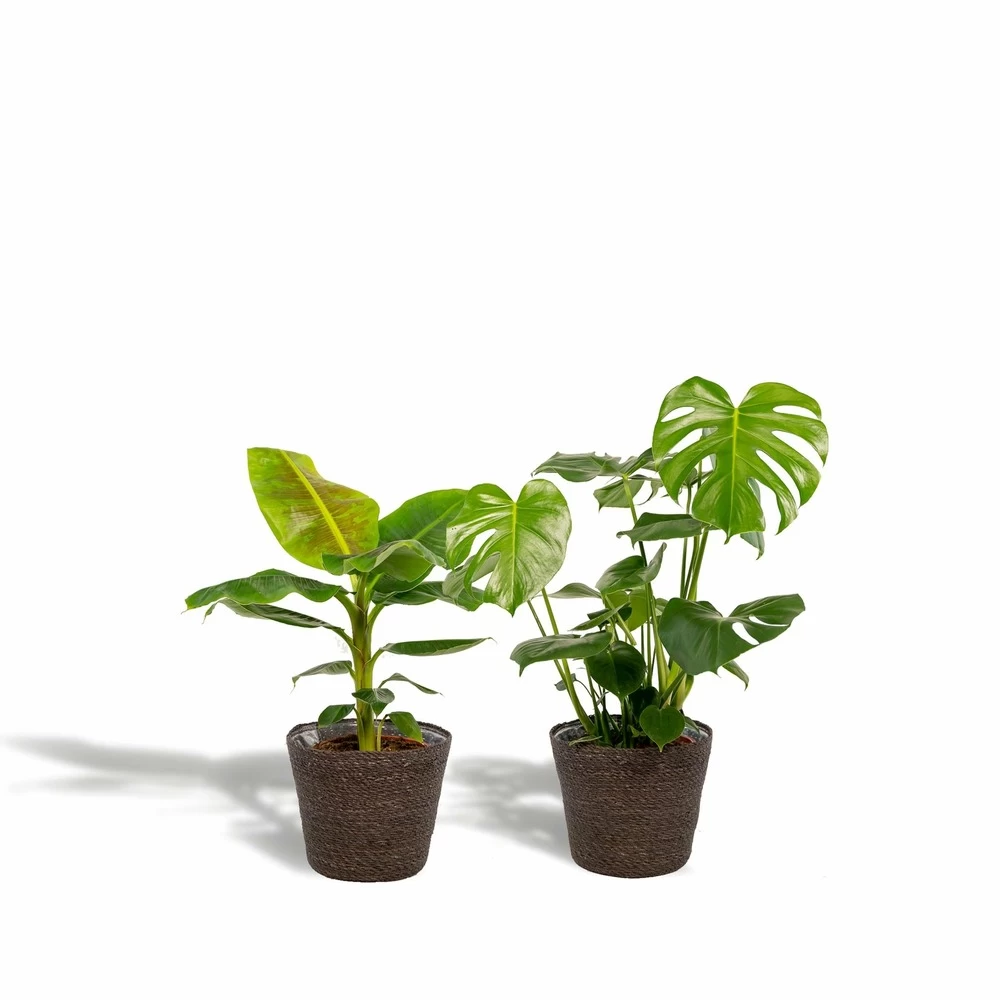 Monstera Deliciosa, Bananier Musa Et Leurs Paniers Noirs, Duo De Plantes - Grandes Plantes D'intérieur 3 Monstera Deliciosa, Bananier Musa Et Leurs Paniers Noirs, Duo De Plantes - Grandes Plantes D'intérieur