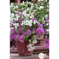 Bougainvillea : Pyramide D17cm - Coloris Variables -Flora Soldes 556286 001