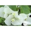 Bougainvillea : Pyramide D17cm - Coloris Variables -Flora Soldes 556286 002