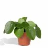 Pilea Peperomiodes - H20cm, ø12cm - Plante D'intérieur 2 Pilea Peperomiodes - H20cm, ø12cm - Plante D'intérieur -Flora Soldes 5595955568a206bc