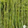 Equisetum Japonica : C.5L 1 Equisetum Japonica : C.5L -Flora Soldes 572501 001