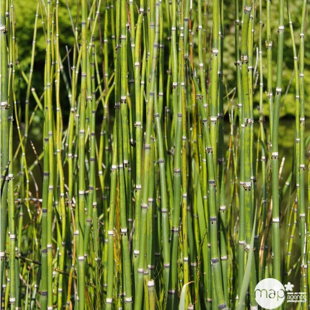 Equisetum Japonica : C.5L 3 Equisetum Japonica : C.5L