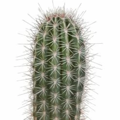 Pachycereus Pringlei - H40cm, ø17cm - Plante D'intérieur 8 Pachycereus Pringlei - H40cm, ø17cm - Plante D'intérieur -Flora Soldes 57b3a108e7f76c21