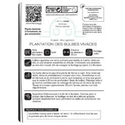 Allium Giganteum : C1L -Flora Soldes 585919 002