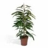 Ficus Amstel King - H100cm, ø21cm - Très Grande Plante D'intérieur 1 Ficus Amstel King - H100cm, ø21cm - Très Grande Plante D'intérieur -Flora Soldes 585d10a644b52216