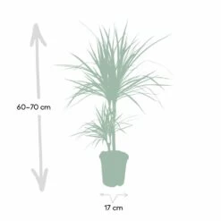 Dracaena Marginata - H70cm, ø17cm - Grande Plante D'intérieur -Flora Soldes 59154e5733f16093