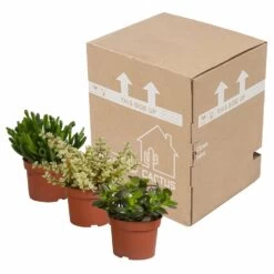 Crassula, Box De 3 Plantes - H15cm, ø10,5cm - Plantes D'intérieur -Flora Soldes 5ddb1b051b6db20b