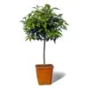 Mandarinier Satsuma Bio "citrus Unshiu" Tailles:pot De 3 Litres, Hauteur 30/40 Cm -Flora Soldes 5e11a2c7643386a3