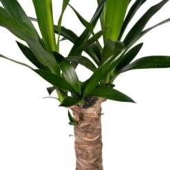 Yucca - H40cm, ø14cm - Plante D'intérieur -Flora Soldes 5f16e0f52d300105
