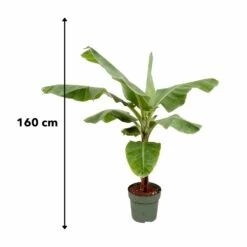 Bananier Xxl - H150cm, ø30cm - Très Grande Plante D'intérieur -Flora Soldes 5f6ecf7627aee5c4