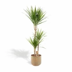 Dracaena Et Son Cache-pot - H120cm, ø21cm - Très Grande Plante D'intérieur