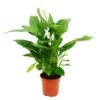 Spathiphyllum "cupido", Feuille Simple - Pot De 17cm 2 Spathiphyllum "cupido", Feuille Simple - Pot De 17cm -Flora Soldes 60c746f5a6067be4