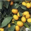 Kumquat : H.40/60 Cm - Pot De 5 Litres -Flora Soldes 619976 001