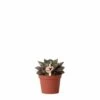 Echeveria Purpusorum - H9cm, ø6cm - Plante D'intérieur -Flora Soldes 61abcf3b4f7cb40d