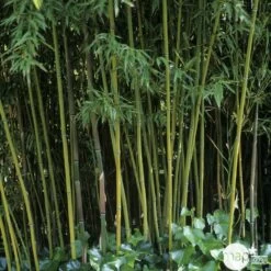 Bambou Moyen Phyllostachys Humilis: Pot De 3 Litres -Flora Soldes 627599 001