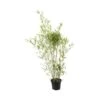 Bambou Moyen Phyllostachys Humilis: Pot De 3 Litres 1 Bambou Moyen Phyllostachys Humilis: Pot De 3 Litres -Flora Soldes 627599 002