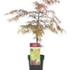 Erable Japonais Garnet - Pot ⌀19 Cm - H. 60-70cm (hauteur Pot Incluse) -Flora Soldes 628632aed74ae7.31978578