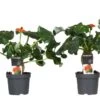 Set De 2 Jatropha Podagrica - Pot ⌀13cm - H.25-45cm (hauteur Pot Incluse) -Flora Soldes 628632b349e042.18754134