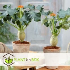 Set De 2 Jatropha Podagrica - Pot ⌀13cm - H.25-45cm (hauteur Pot Incluse) -Flora Soldes 628632b34fdc44.40632517