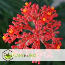 Set De 2 Jatropha Podagrica - Pot ⌀13cm - H.25-45cm (hauteur Pot Incluse) -Flora Soldes 628632b3539b72.60863965