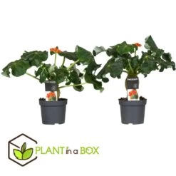 Set De 2 Jatropha Podagrica - Pot ⌀13cm - H.25-45cm (hauteur Pot Incluse) -Flora Soldes 628632b35c9ad4.63811229