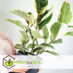 Ficus Elastica Tineke - Pot ⌀24cm - H.80-100cm (hauteur Pot Incluse) -Flora Soldes 628632b95950e8.89576887