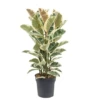 Ficus Elastica Tineke - Pot ⌀24cm - H.80-100cm (hauteur Pot Incluse) 1 Ficus Elastica Tineke - Pot ⌀24cm - H.80-100cm (hauteur Pot Incluse) -Flora Soldes 628632b9662aa3.52910493