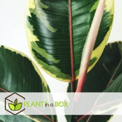 Ficus Elastica Tineke - Pot ⌀24cm - H.80-100cm (hauteur Pot Incluse) -Flora Soldes 628632b97ecaf8.01834869