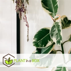 Ficus Elastica Tineke - Pot ⌀24cm - H.80-100cm (hauteur Pot Incluse) -Flora Soldes 628632b9988080.85837327