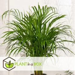 Palmier Areca - Pot ⌀27 Cm - H. 140-150cm (hauteur Pot Incluse) -Flora Soldes 628632bc4c2cc9.44668380