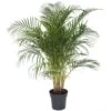 Palmier Areca - Pot ⌀27 Cm - H. 140-150cm (hauteur Pot Incluse) -Flora Soldes 628632bc53a7a1.13752278