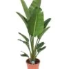 Strelitzia Nicolai - Pot ⌀28 Cm - H. 150-170cm (hauteur Pot Incluse) -Flora Soldes 6286357f889193.83343922