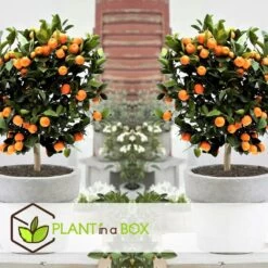 Assorti De 6 Citrus - Pot ⌀9 Cm - H.25-40cm (hauteur Pot Incluse) -Flora Soldes 62868e16abc147.27279581