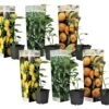 Assorti De 6 Citrus - Pot ⌀9 Cm - H.25-40cm (hauteur Pot Incluse) -Flora Soldes 62868e16d640e3.69591591